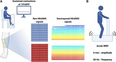 Sensorimotor integration is affected by acute whole-body vibration: a coherence study